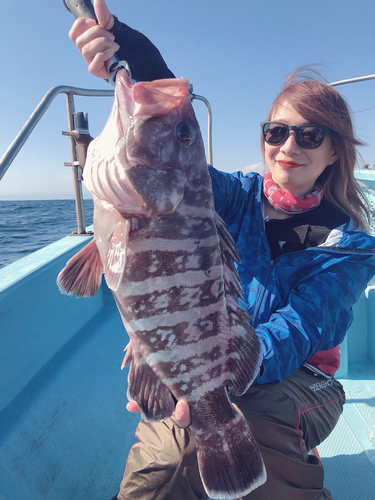 マハタの釣果