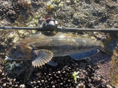 アイナメの釣果