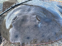 エイの釣果
