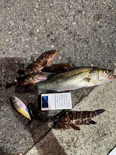 ハネ（マルスズキ）の釣果