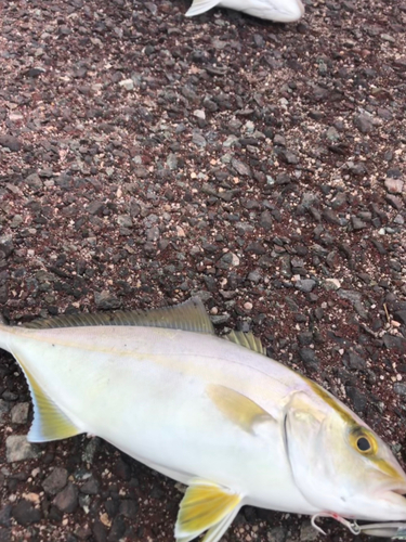 カンパチの釣果