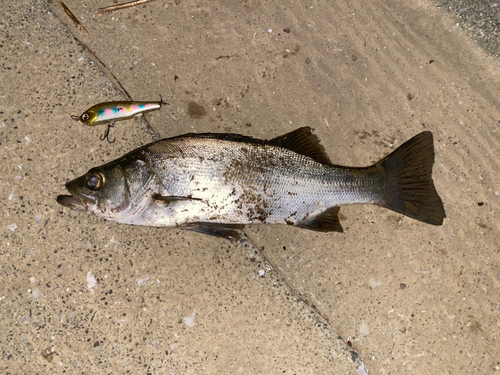 フッコ（ヒラスズキ）の釣果