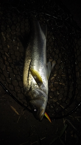 スズキの釣果