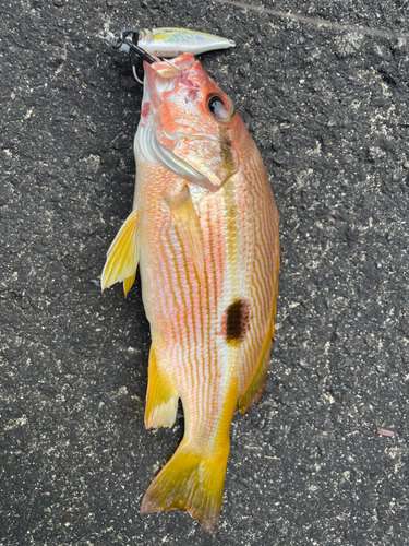 ヨコスジフエダイの釣果