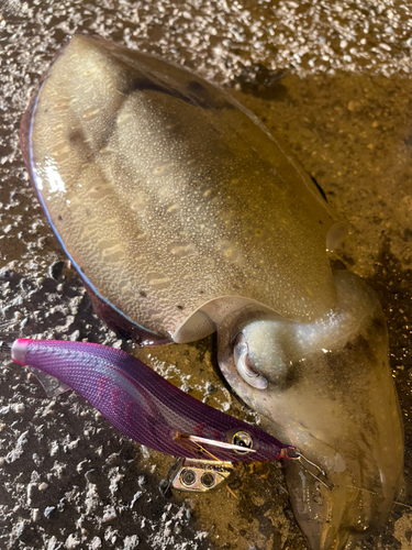 モンゴウイカの釣果