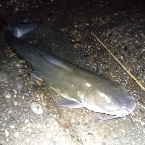 アメリカナマズの釣果