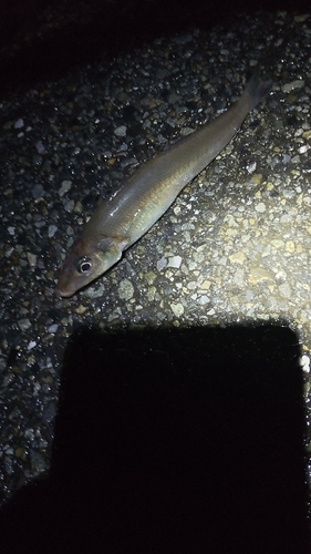 シロギスの釣果