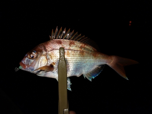 タイの釣果