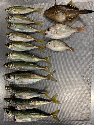 アジの釣果