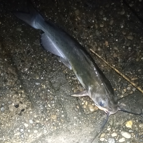 アメリカナマズの釣果