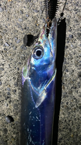 タチウオの釣果