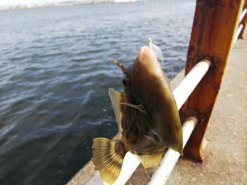 カワハギの釣果