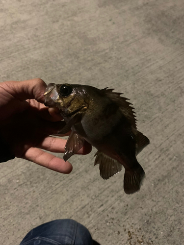 クロメバルの釣果