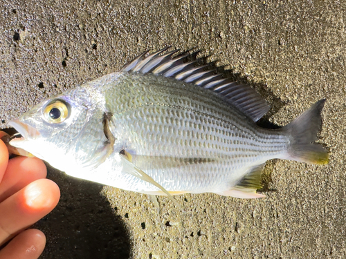 キチヌの釣果