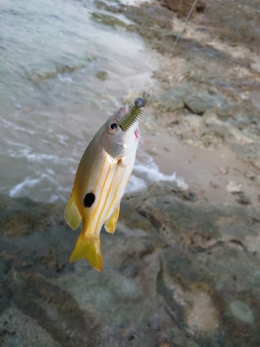 ヤマトビーの釣果