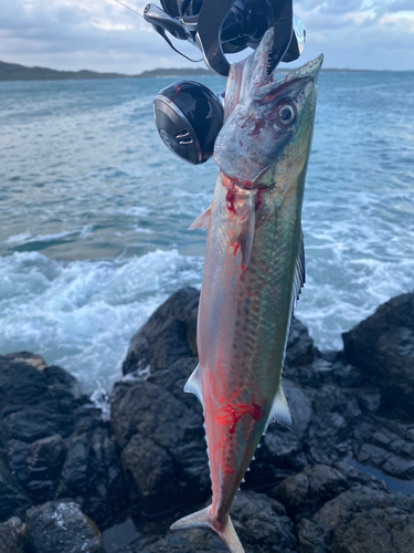 サゴシの釣果