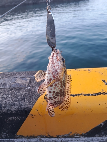 カンモンハタの釣果