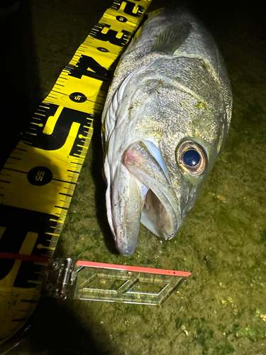 シーバスの釣果