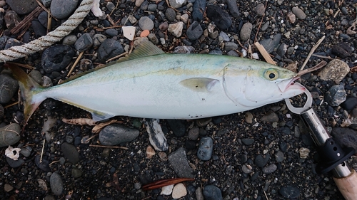 ワカシの釣果