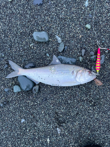 コノシロの釣果