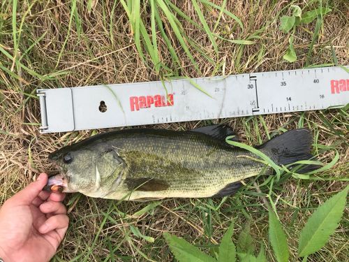 ブラックバスの釣果