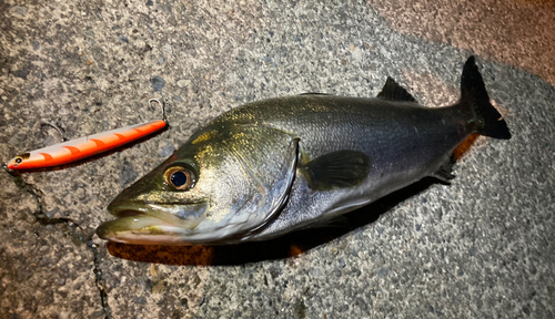 シーバスの釣果