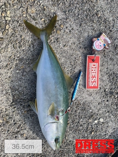 ツバスの釣果