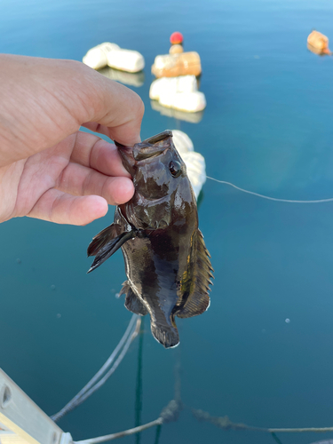 ヤミハタの釣果