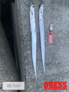 タチウオの釣果