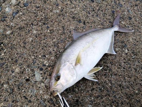 ショゴの釣果