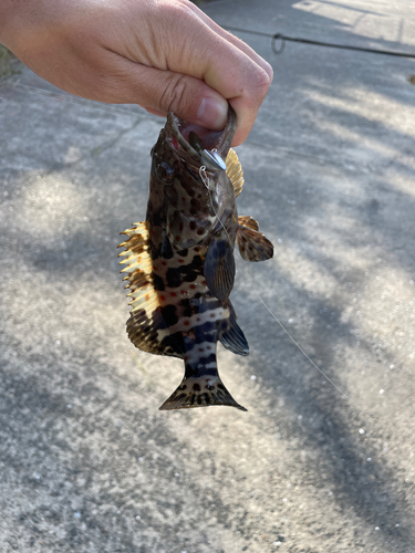 チャイロマルハタの釣果