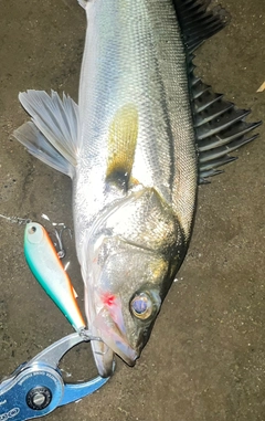 シーバスの釣果