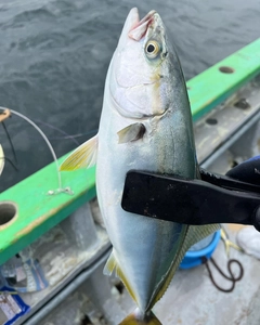 イナダの釣果