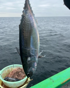 ソウダガツオの釣果