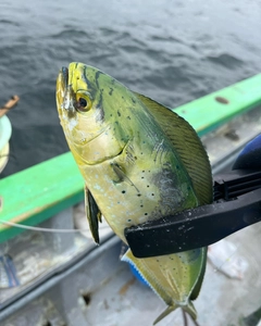 シイラの釣果