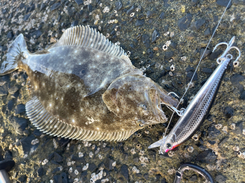 ヒラメの釣果