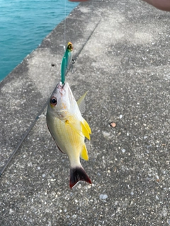 オキフエダイの釣果