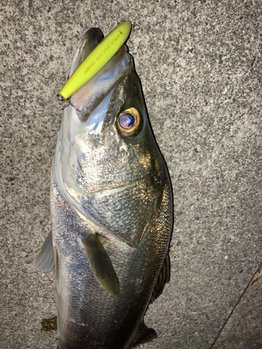 シーバスの釣果