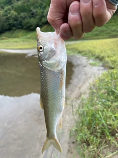 ハスの釣果