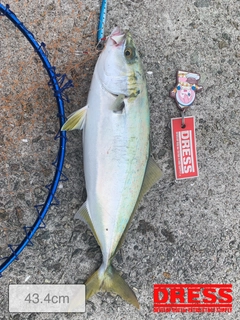 ハマチの釣果
