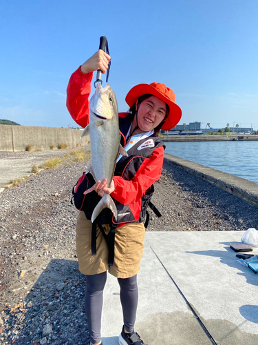 カンパチの釣果