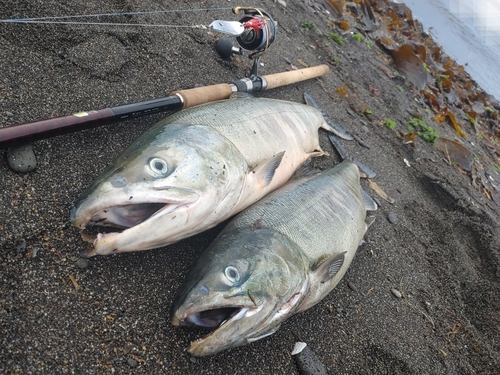 サケの釣果