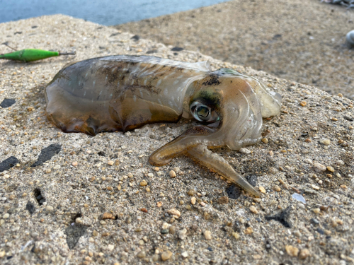 アオリイカの釣果