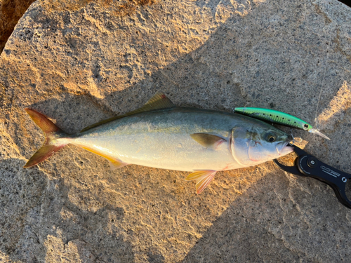 ハマチの釣果