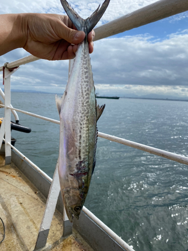 サゴシの釣果