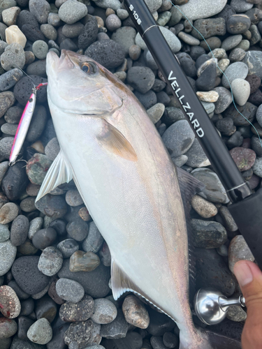 ショゴの釣果