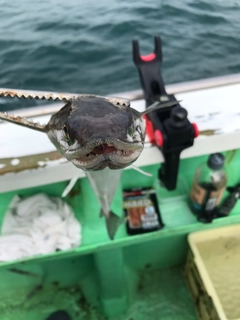 エソの釣果