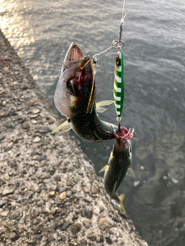 サバの釣果