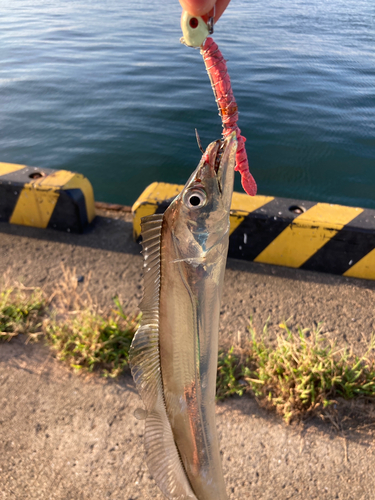 タチウオの釣果