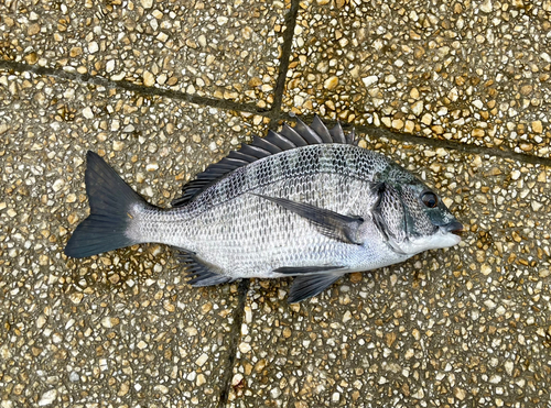 クロダイの釣果